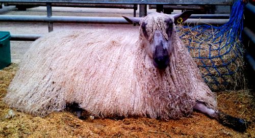 sheep_with_hair_extentions.jpg