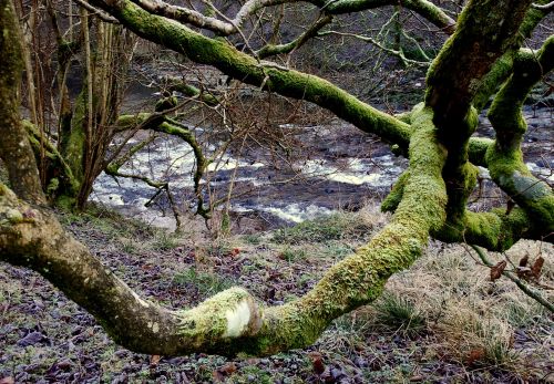 River_Eden_with_mossy_tree_trunk1.jpg