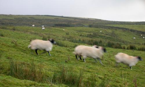 Sheep_on_the_hill.jpg