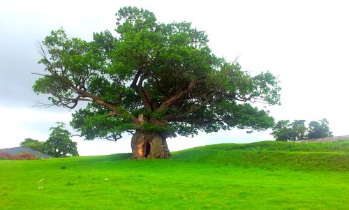oak_tree1.jpg