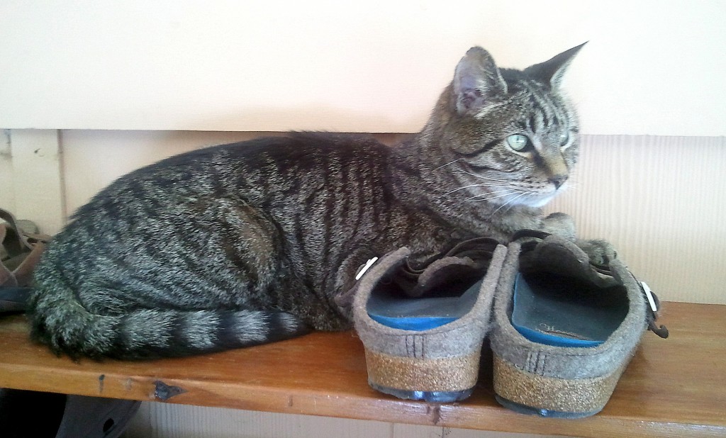 Nankipoo - he loved to lie on shoes