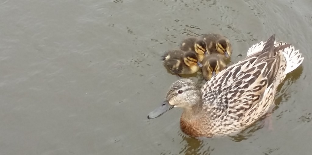 duck and family
