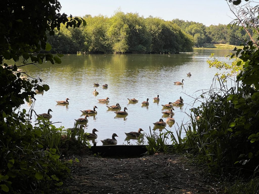 geese-on-pond