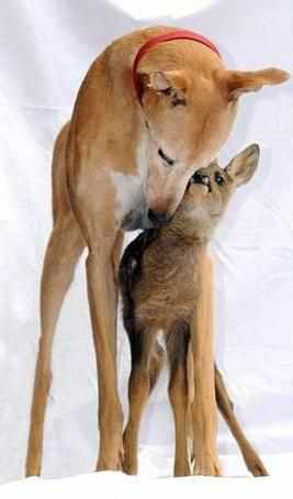 Dog_and_fawn.jpg
