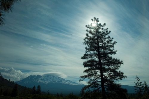 Mount_Shasta_with_tree1.jpg