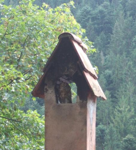 Resident_owl_in__temple_chimney.jpg