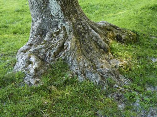 Tree_roots1.jpg
