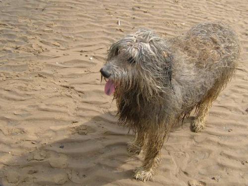 Wet_dog_crosby_beach.jpg