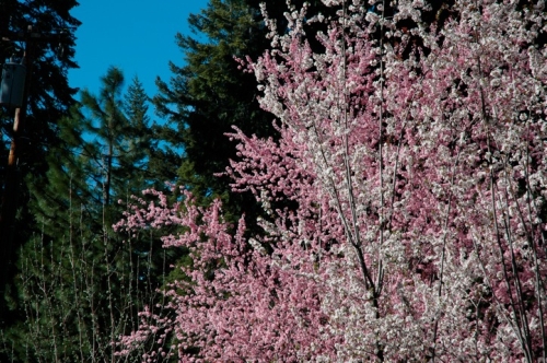 blossom_tree.jpg