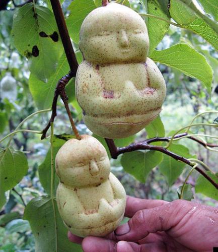 buddha-pears3.jpg