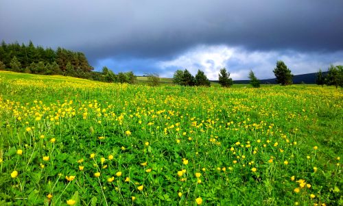 buttercup_field1.jpg