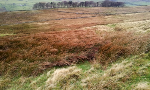 moorland_grass1.jpg
