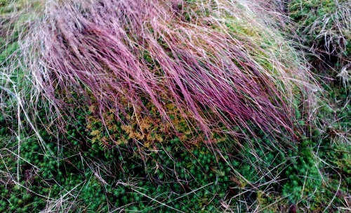 purple_grass1.jpg